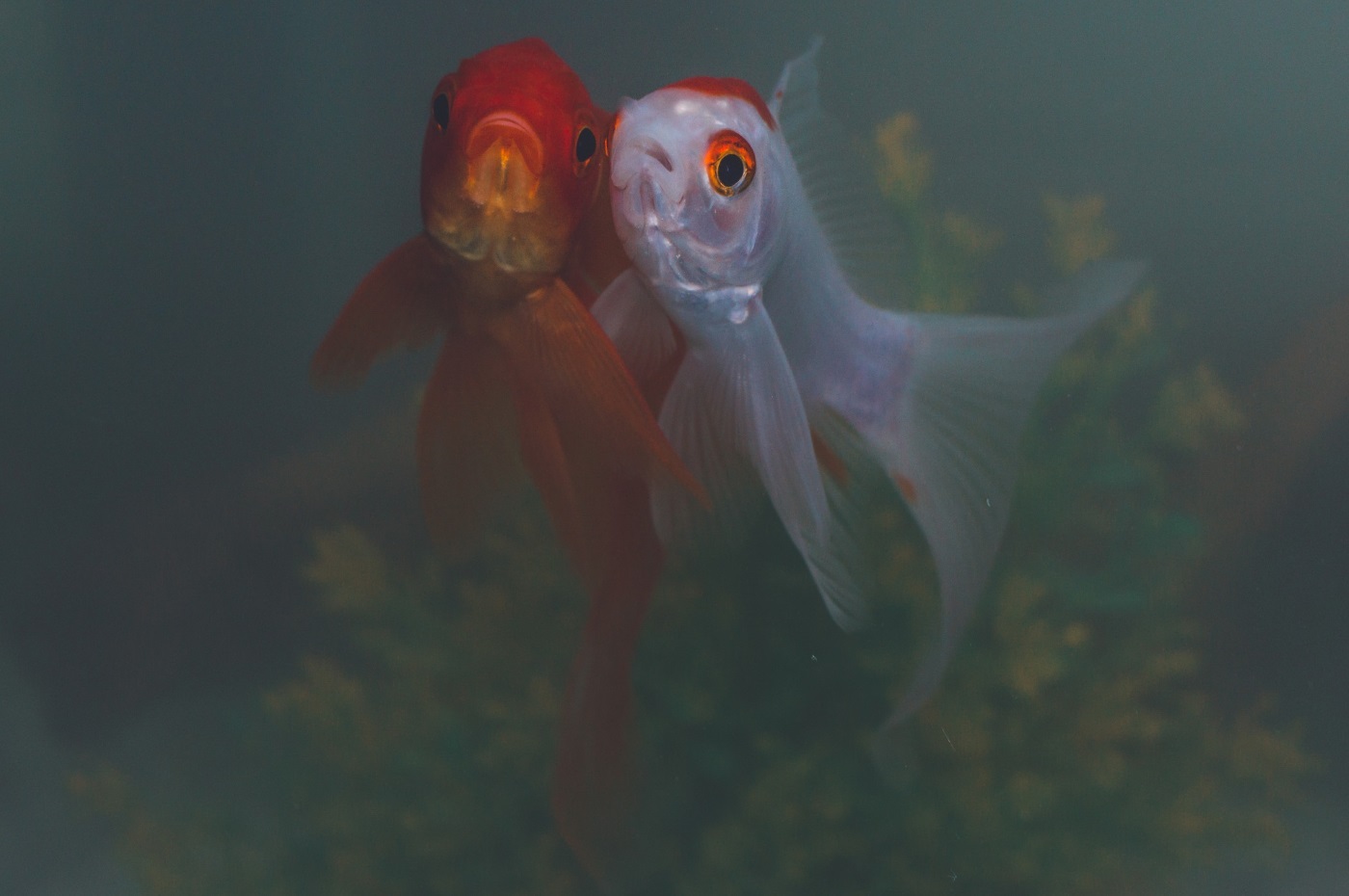 Die Goldfisch im Portrait Lebensraum, Ernährung und Zuchtsorten