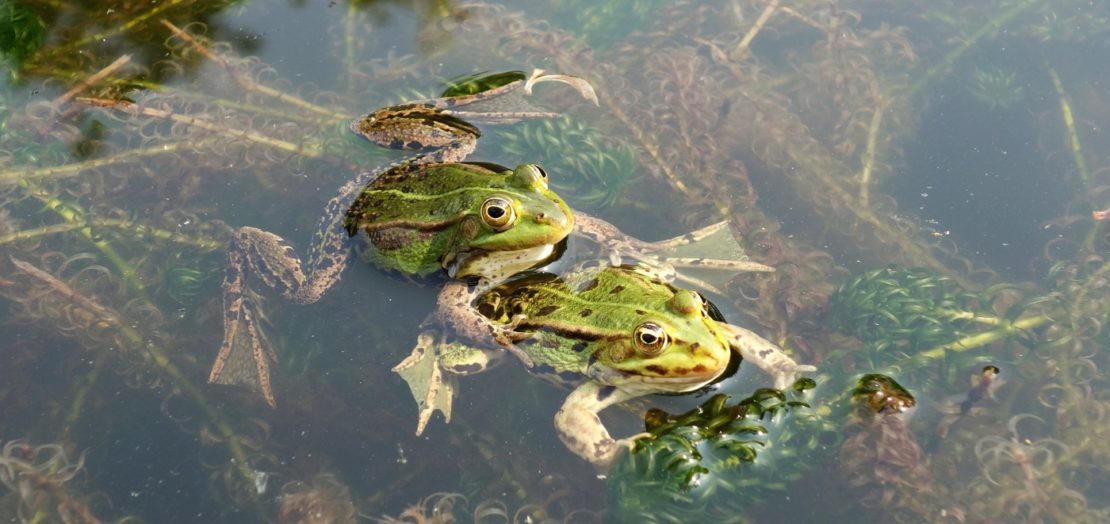 43+ Alb Gold Frosch Teich Runde, Plan deine eigene tour zum wandern.
