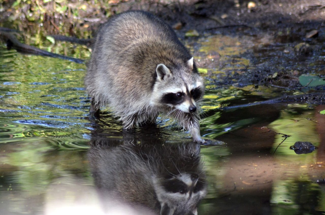 Waschbären geht gerne ins Wasser und fressen Fische