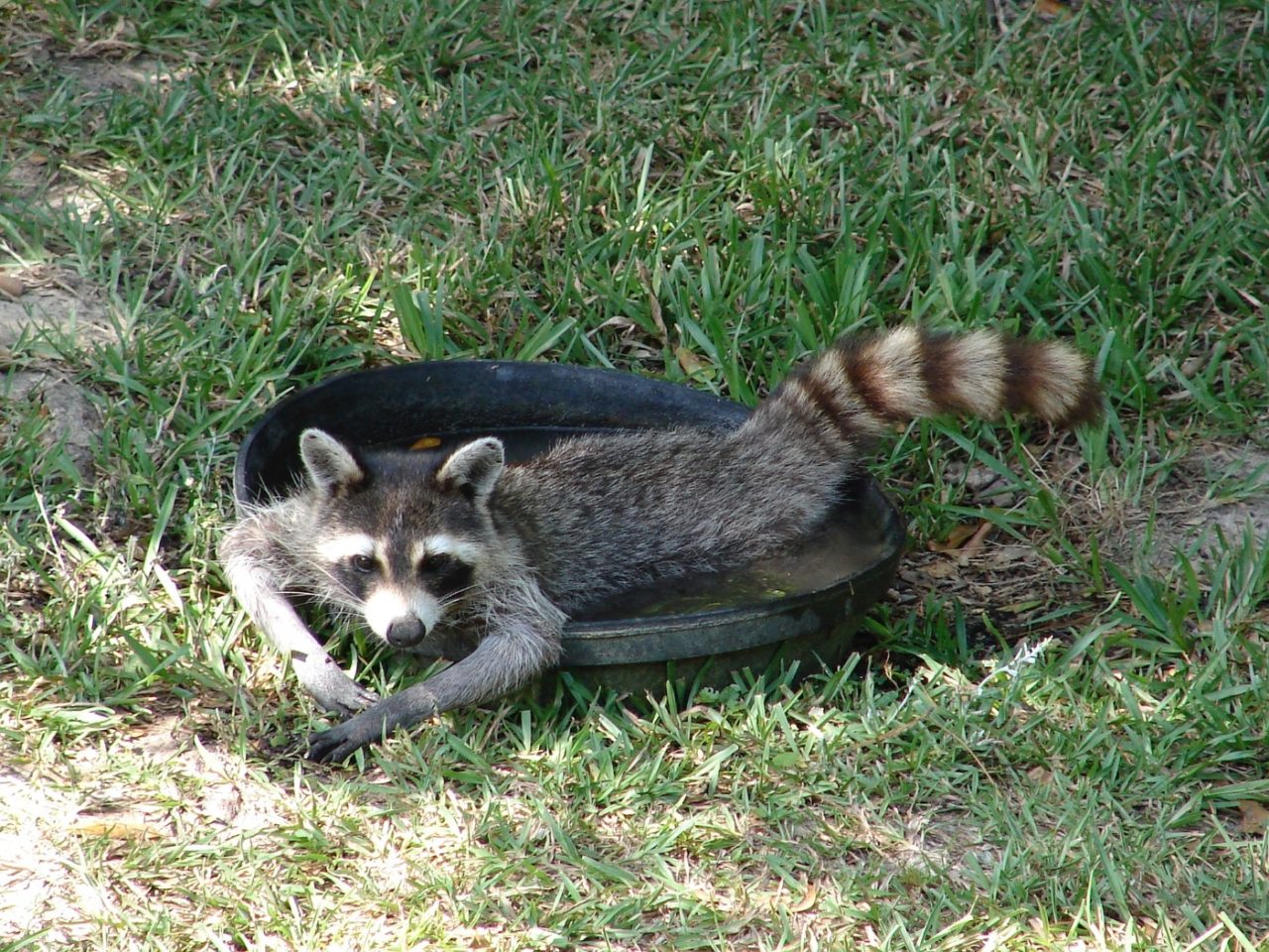 Waschbär in Vogeltränke