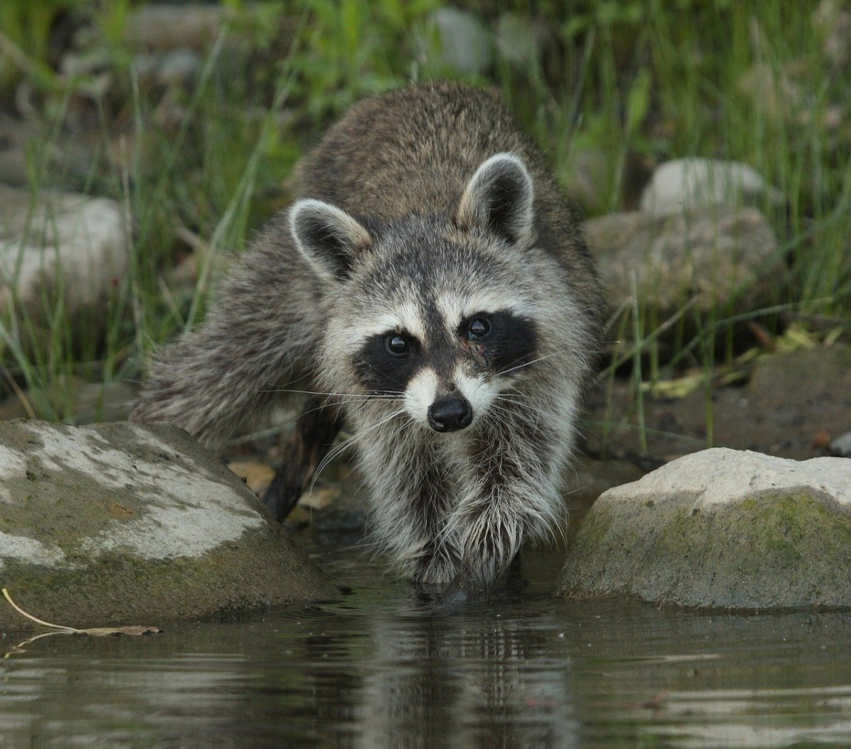 Was tun, Waschbären am Teich? Fressen Waschbären Fische?