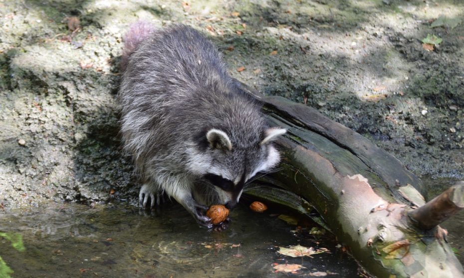 Hilfe Was tun, Waschbären am Teich? Fressen Waschbären Fische?