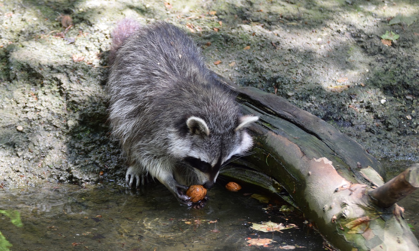 Hilfe Was tun, Waschbären am Teich? Fressen Waschbären Fische?