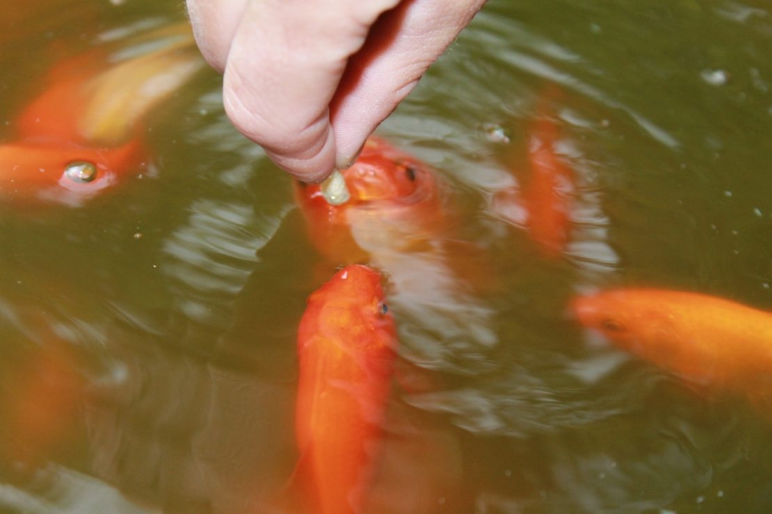 Zahme Goldfische fressen aus der Hand