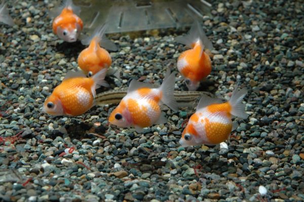 Die Goldfisch im Portrait Lebensraum, Ernährung und Zuchtsorten