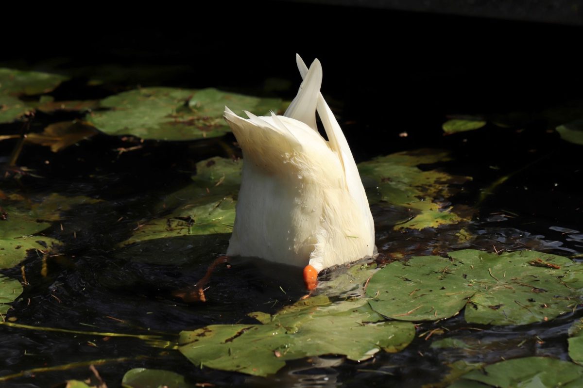 Enten vertreiben 5 wirksame Methoden Wenn Enten im Teich auftauchen