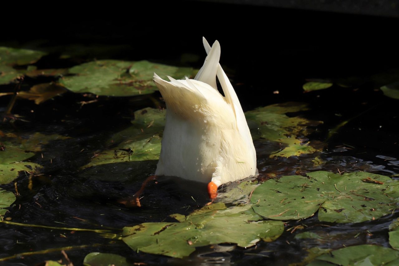 Enten vertreiben - Enten im Garten