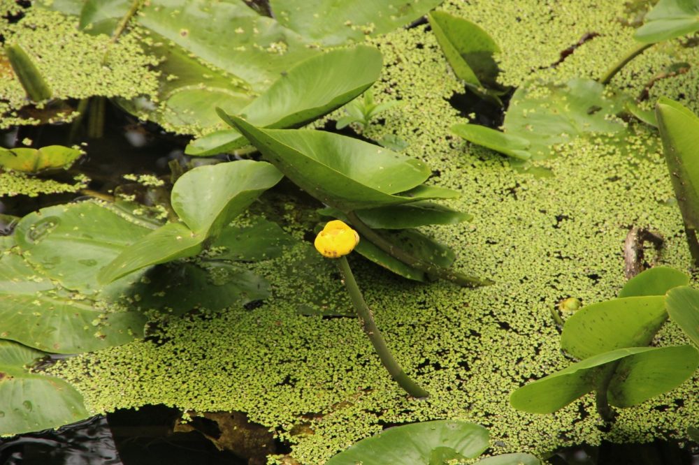 Kleine Wasserlinse Lemna minor Entengrütze, die Pflanze der Zukunft