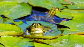 Gartenteich Standort im Garten