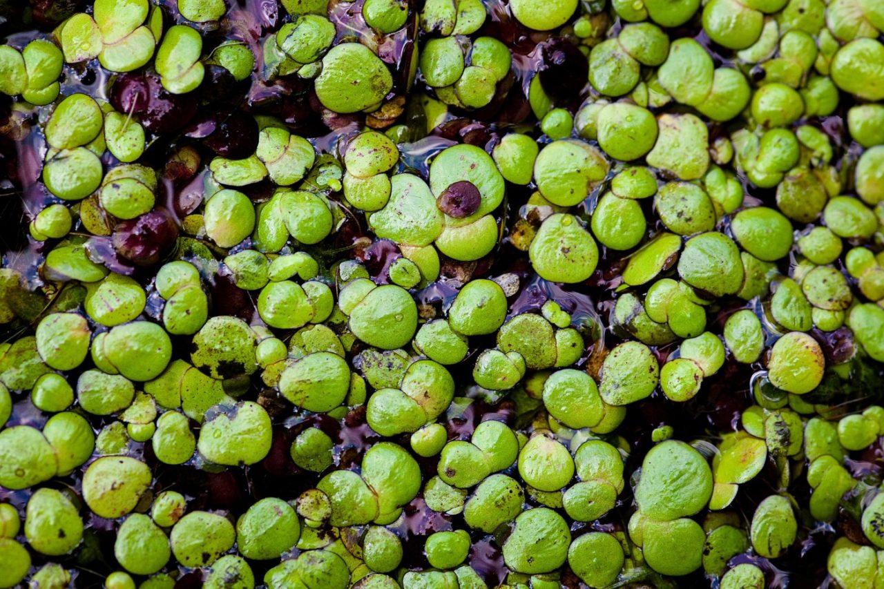 Schwimmpflanzen im Gartenteich Gartenteich Ratgeber