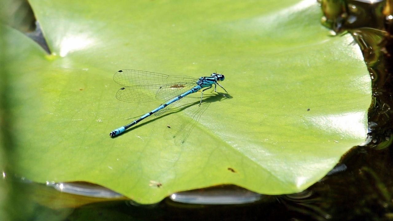 Libelle am Gartenteich