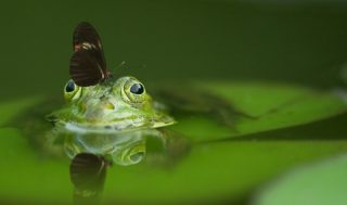 pH-Wert im Teich senken