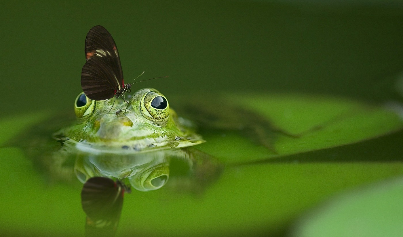 PH Wert im Teich senken Was tun wenn der Wert nicht stimmt?