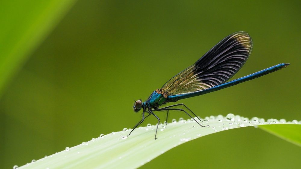 Tiere Im Teich Bestimmen Insekten K fer Krabbler Ein berblick tiere-im-teich-bestimmen-insekten-k-fer-krabbler-ein-berblick