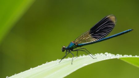 Insekten und Käfer - Tiere am Teich bestimmen