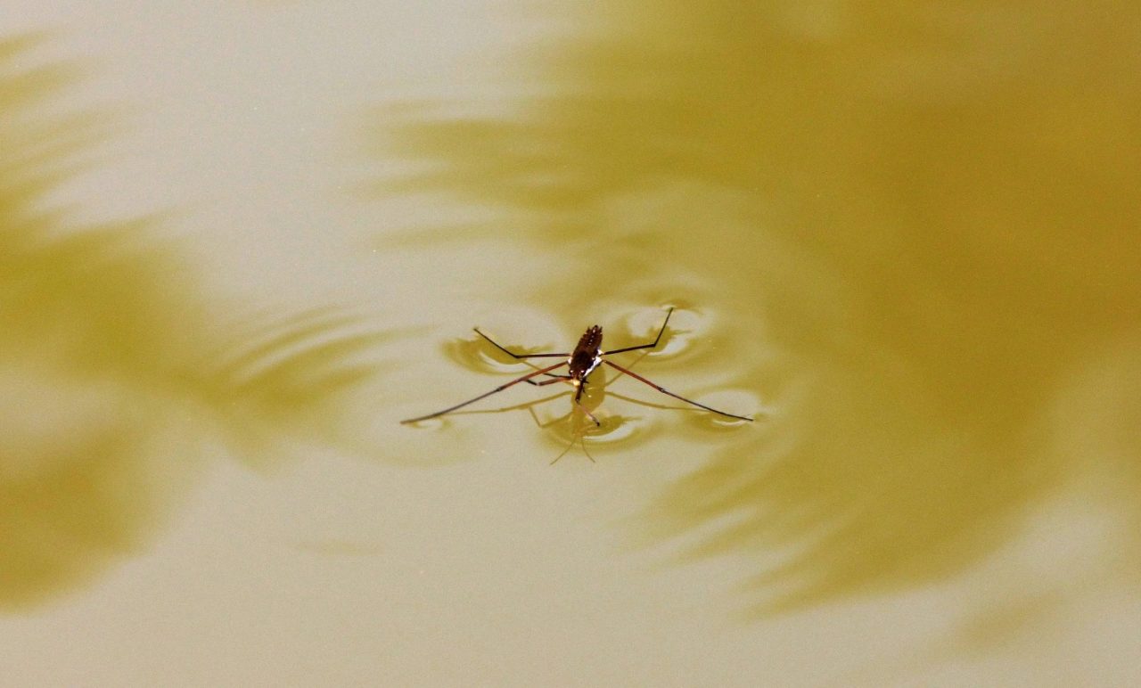 Wasserläufer am Teich