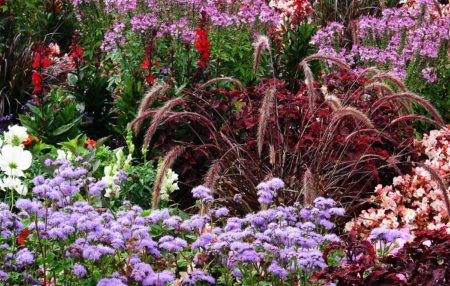 Dauerblüher um den Gartenteich