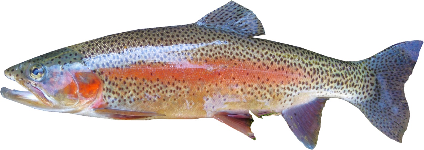 Fischteich anlegen Den optimalen Teich für Fische bauen => So gehts!
