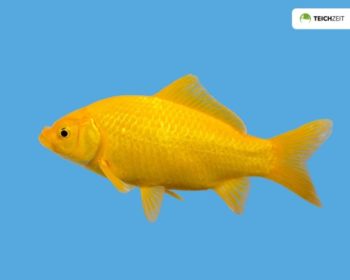 Die Goldfisch im Portrait Lebensraum, Ernährung und Zuchtsorten