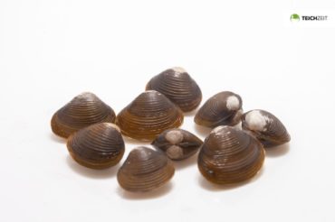 Muscheln im Gartenteich Gartenteich Ratgeber