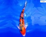 Koi Farben Bilder und Vorstellung der Varianten Gartenteich Ratgeber