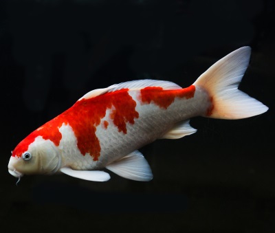 Der Wimpelkarpfen Myxocyprinus asiaticus Gartenteich Ratgeber