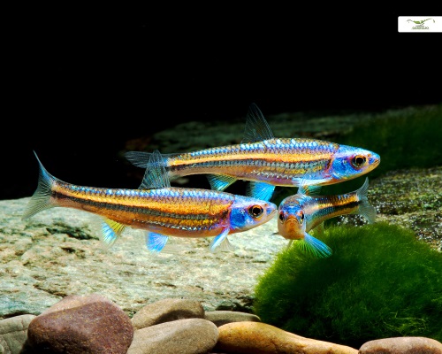 Regenbogenelritze Notropis chrosomus DNZ (Aquarium & Teich)