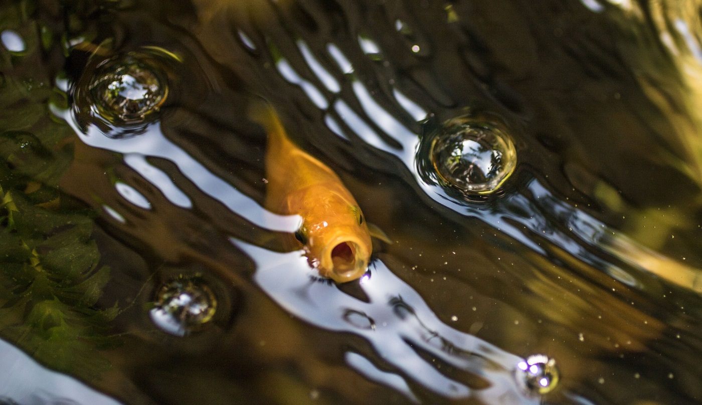 Brauchen Goldfische eine Sauerstoffpumpe und einen Filter?
