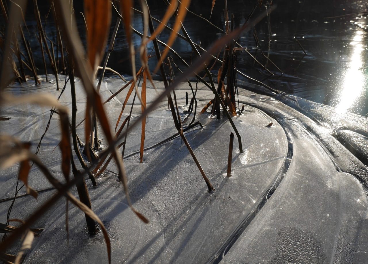 Schilfhalme durch die Eisschicht