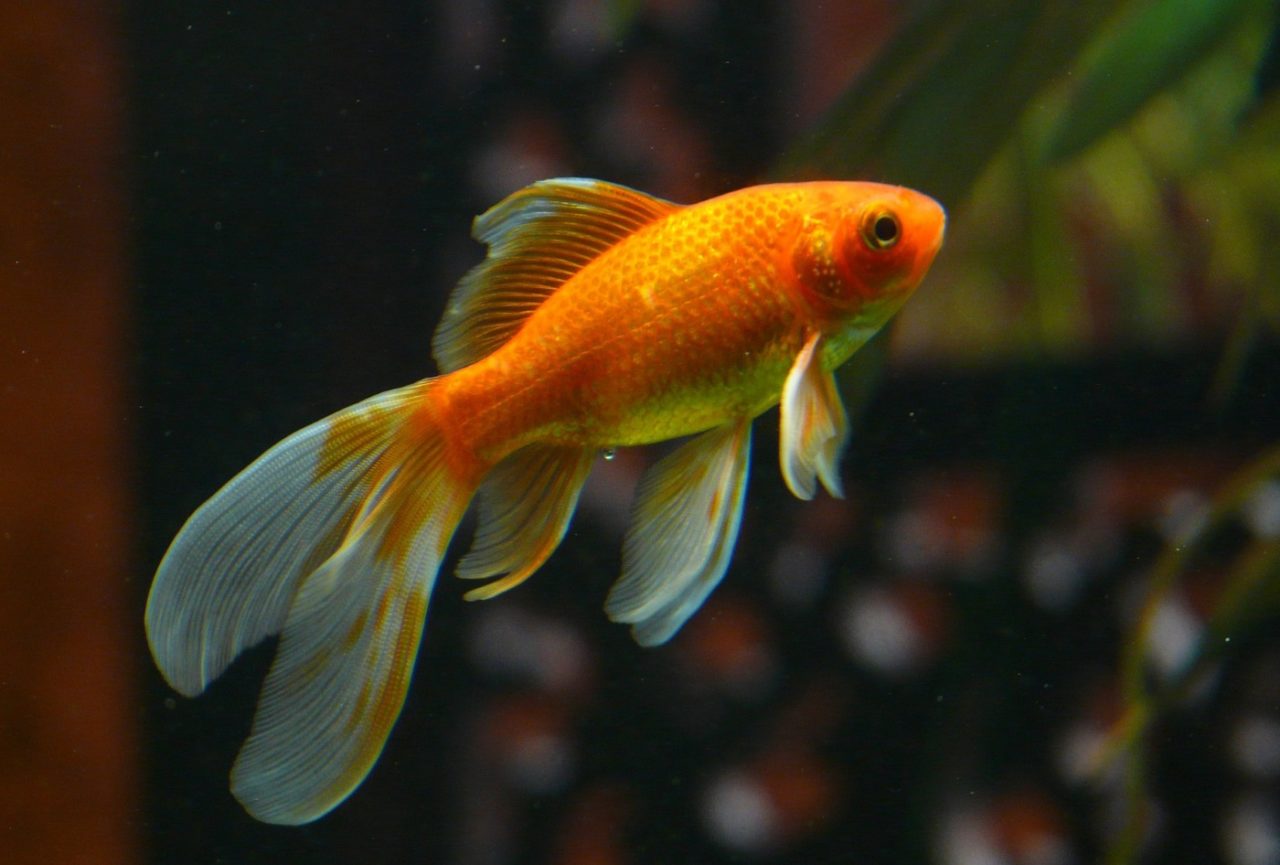 Schleierschwanz im Winter im Aqaurium