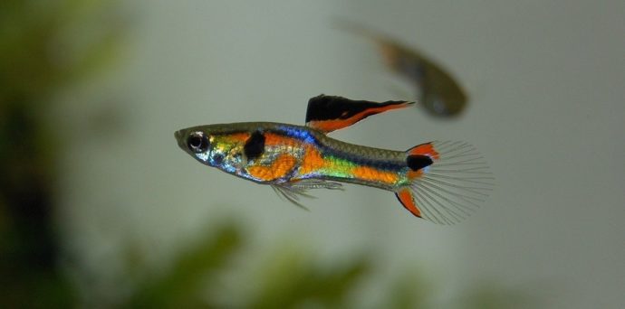 25 robuste Teichfische für den Gartenteich im Überblick Fischarten+Tipps