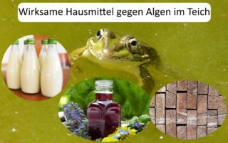 Hausmittel gegen Algen im Teich