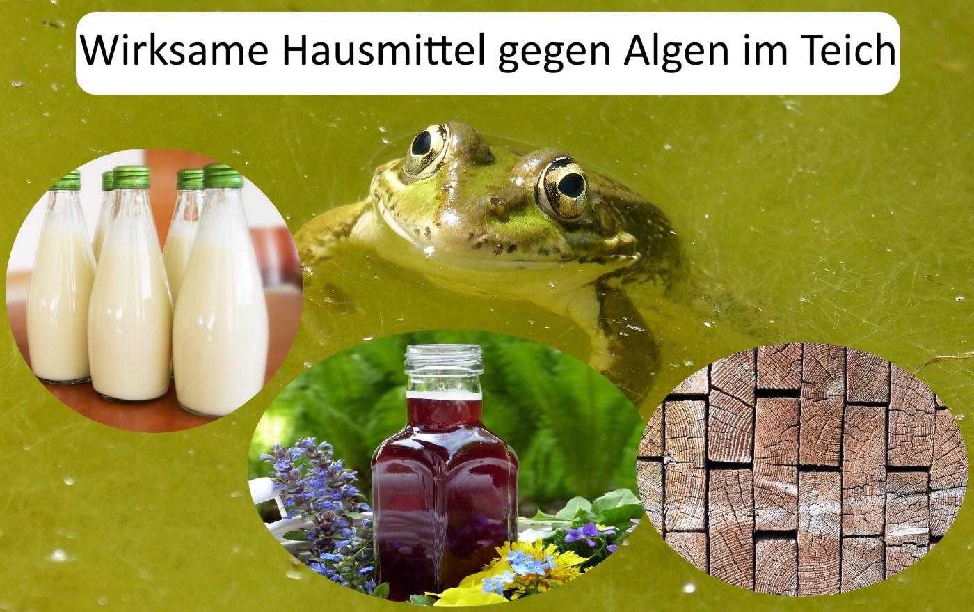 Algen im Teich Hausmittel Was funktioniert wirklich? 2 Tipps die klappen!