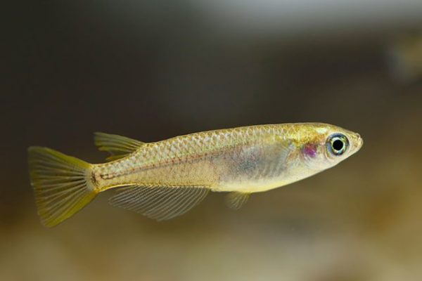 25 robuste Teichfische für den Gartenteich im Überblick Fischarten+Tipps