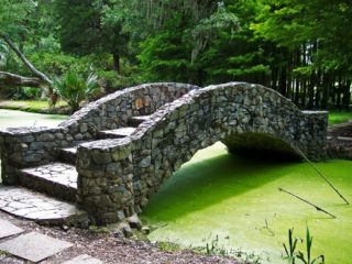 Schwebealgen im Teich