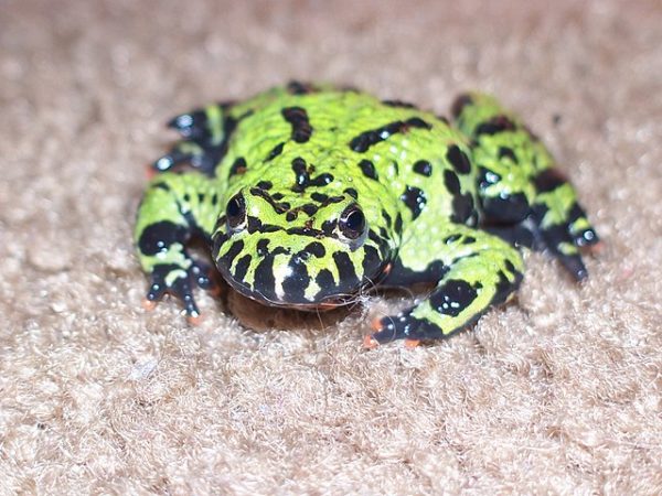 Froscharten Alle heimische Frösche im Überblick