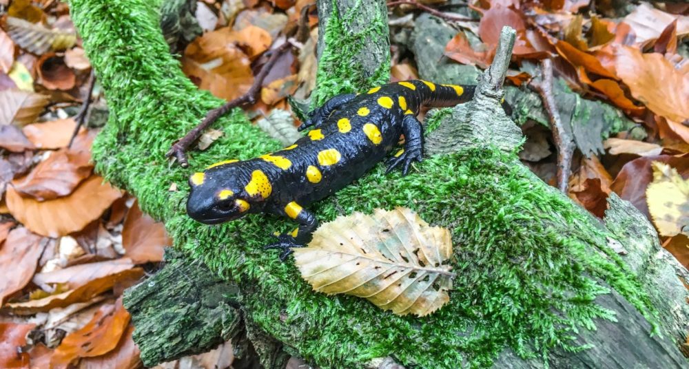 52+ Frösche Im Gartenteich, Die 4 häufigsten frösche im