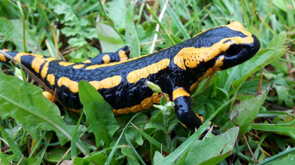 Feuersalamander Steckbrief, Lebensraum, Ernährung und Fortpflangung