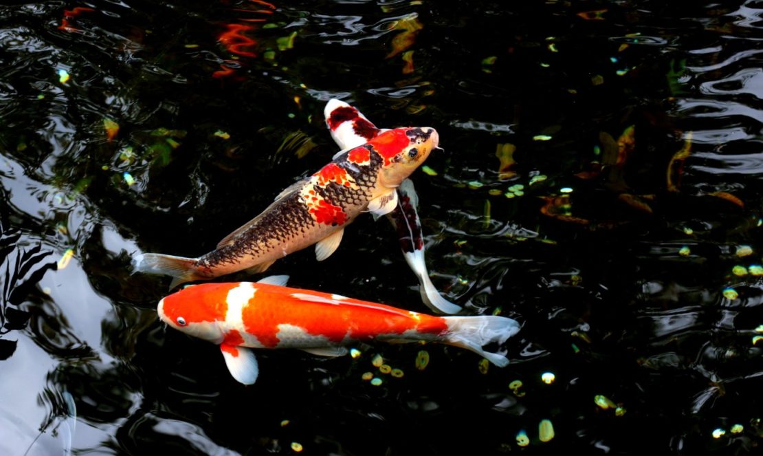 Fische im Schwimmteich