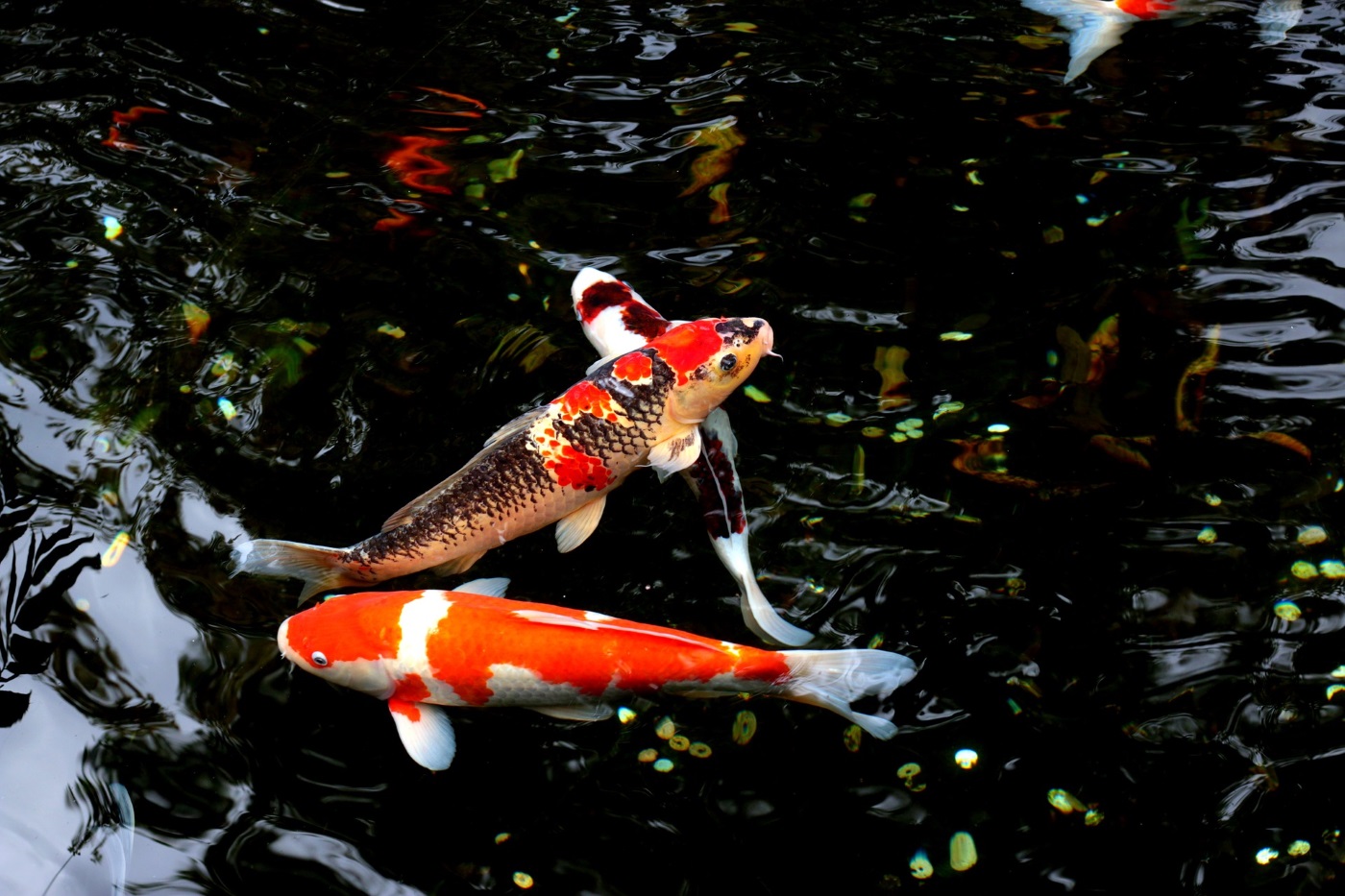 Der eigene Teich im Garten Gartenteich Ratgeber