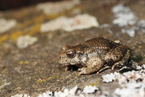 Froscharten Alle heimische Frösche im Überblick