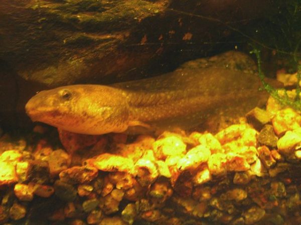 Die Entwicklung der Kaulquappen Gartenteich Ratgeber