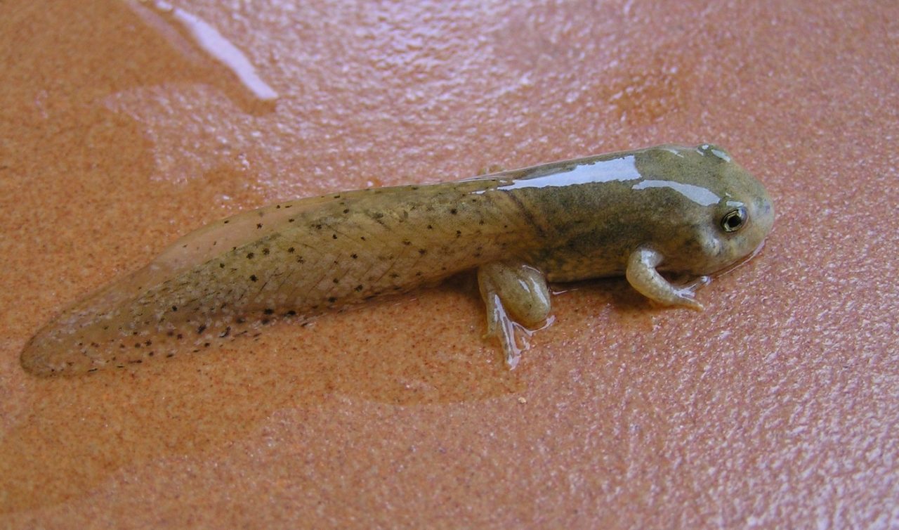 Entwicklung der Kaulquappen verschiedene Froscharten