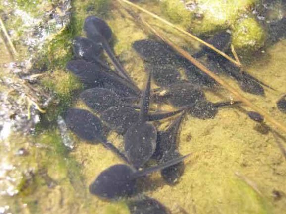 58+ Kaulquappen Aus Teich Holen, Am besten wird das wasser aus dem