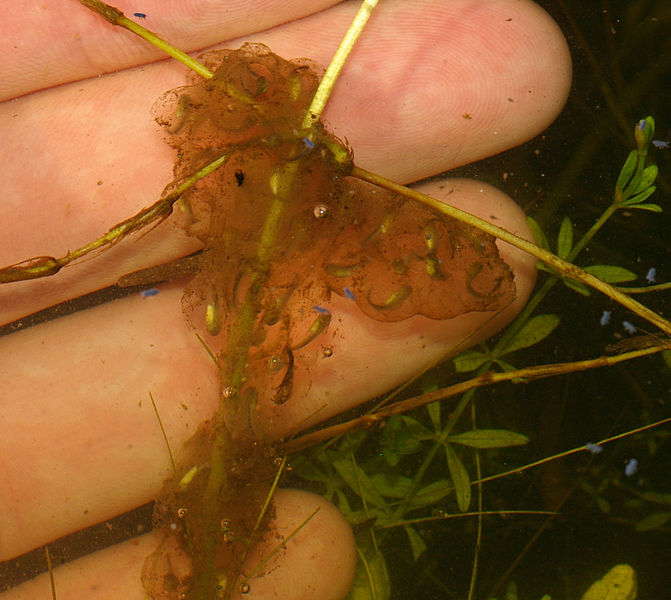 Kaulquappen des Laubfroschs