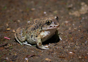 Froscharten Alle heimische Frösche im Überblick