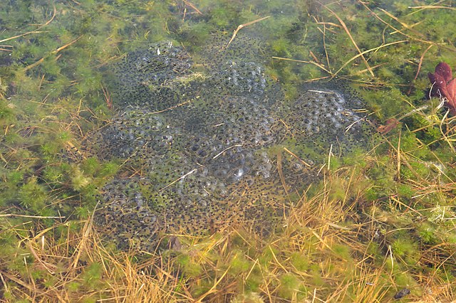 Laichballen des Moorfrosches