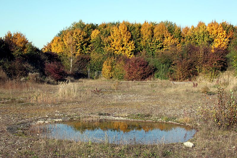 Laichgewässer der Wechselkröte