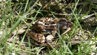Moorfrosch