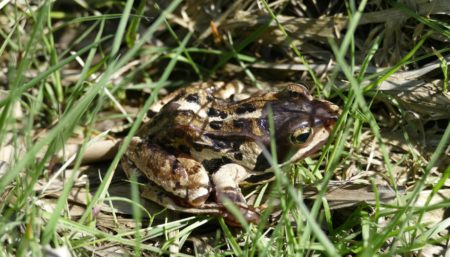 Moorfrosch